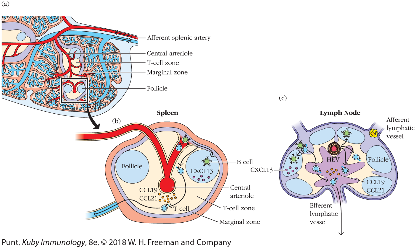 A two-part illustration shows lymphocyte migration in the spleen. A cutaway view of the lymph node is shown beside.