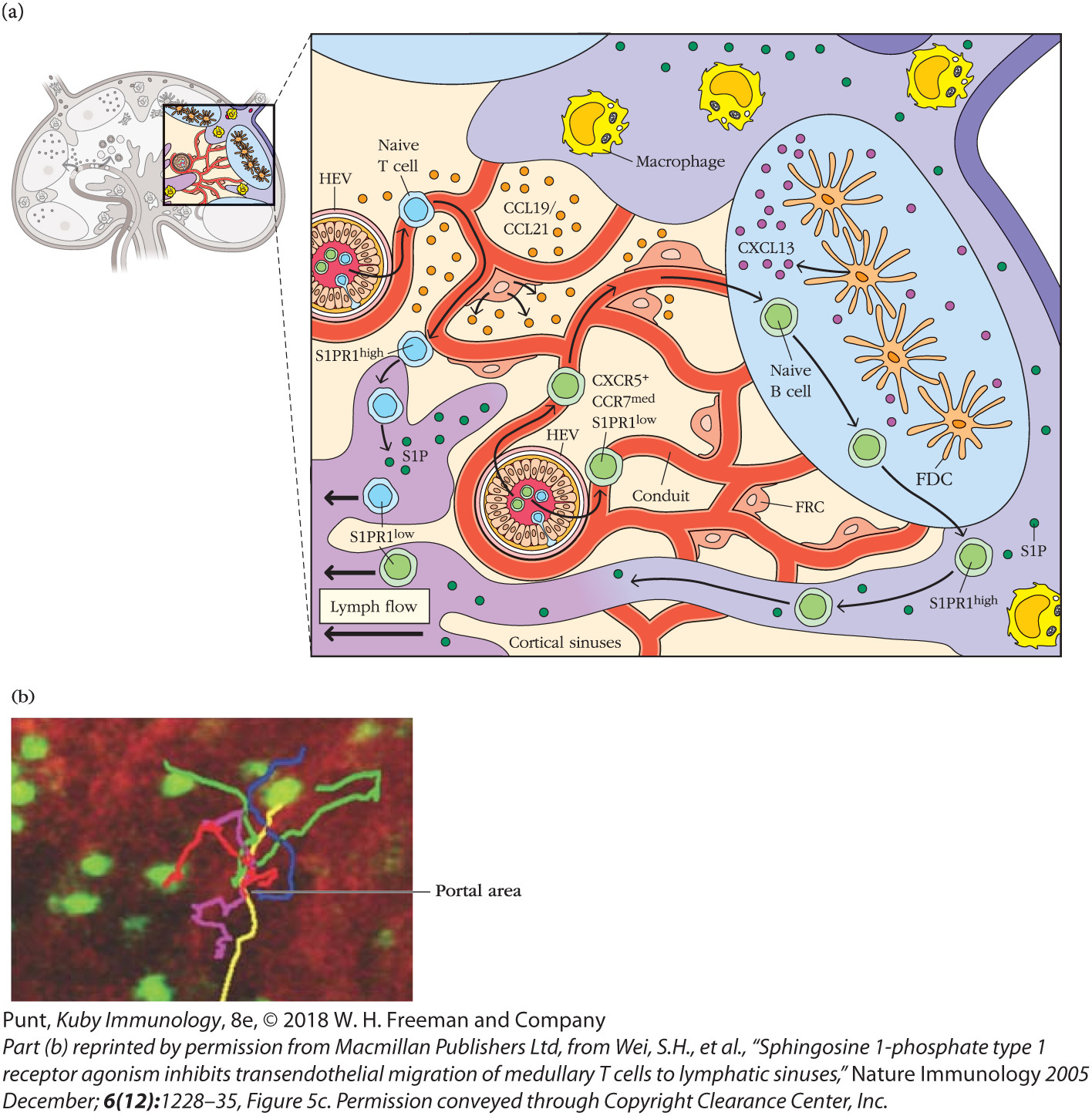 An illustration shows the path of the lymphocytes through the portals in the cortical and medullary sinuses. A micrograph shows T cells in lymph nodes.