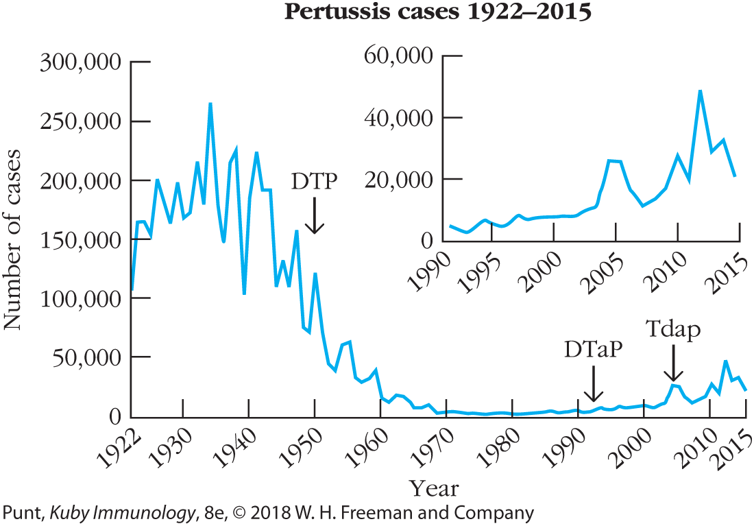 Two graphs plot the number of pertussis cases on the vertical axis against year on the horizontal axis.