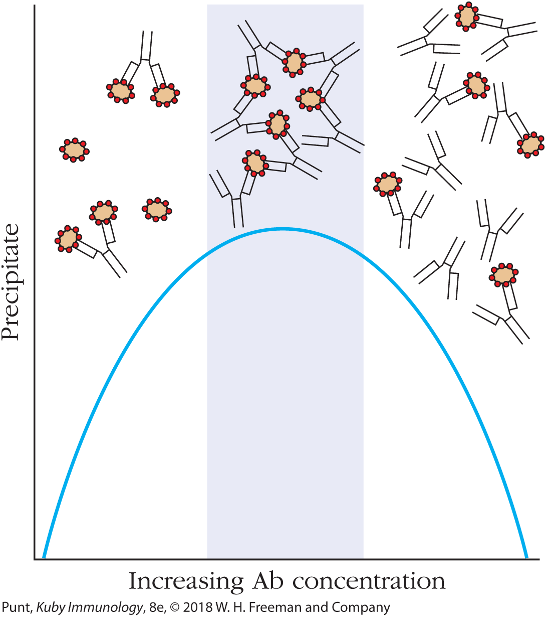 A graph plotting increasing antibody concentration along the horizontal axis and precipitate along the vertical axis shows a bell shaped curve. Diagrams of antibodies, precipitates, and antibodies bound to precipitates are shown along the curve.