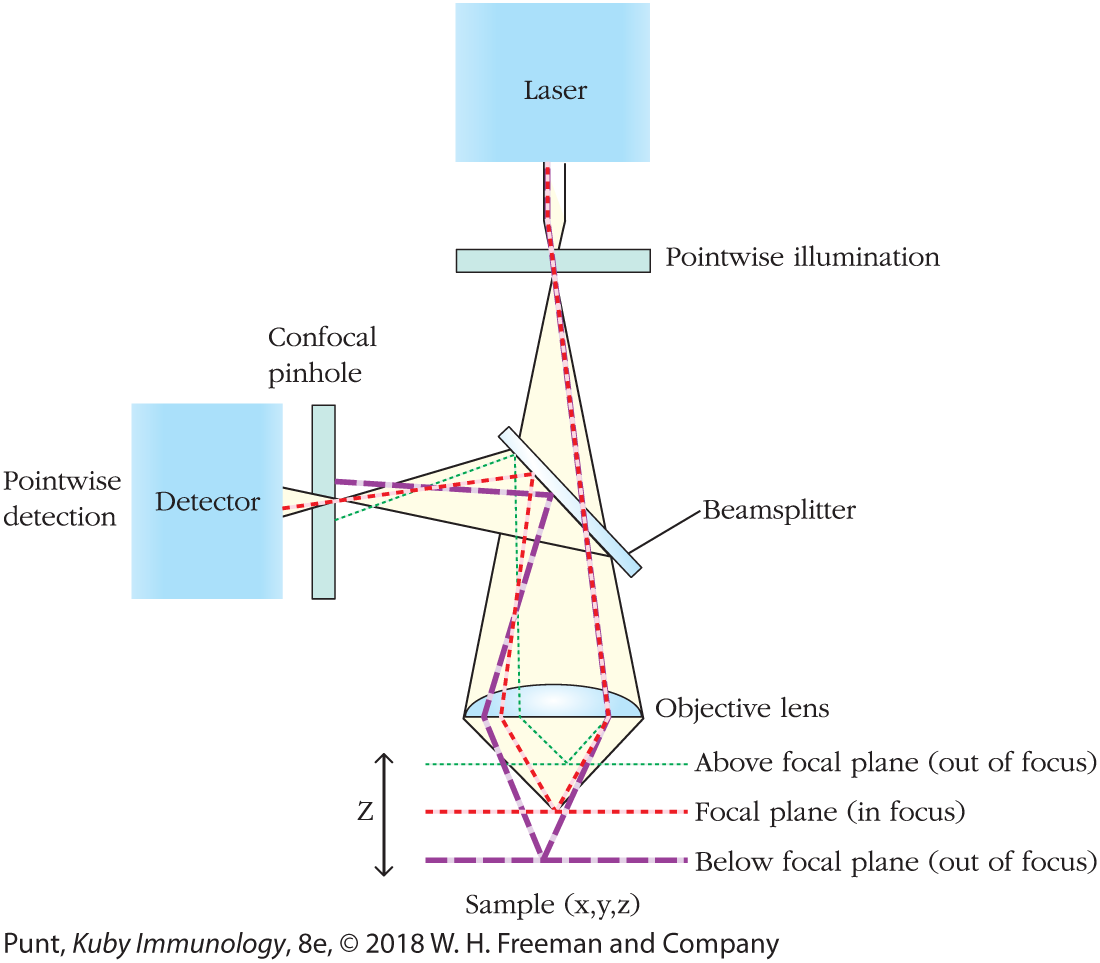 Schematic diagram of confocal microscope shows the pathways of different focal planes.