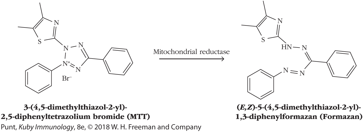 An equation shows 3-(4,5-dimethylthiazol-2-yl)-2,5-diphenyltetrazolium bromide (MTT) react in the presence of Mitochondrial reductase to yield (E,Z)-5-(4,5-dimethylthiazol-2-yl)-1,3-diphenylformazan (Formazan).