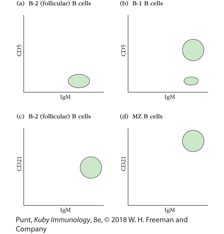 Four flow cytometric dot plots show C D 5 counts against I g m counts in four different types of B-cells.