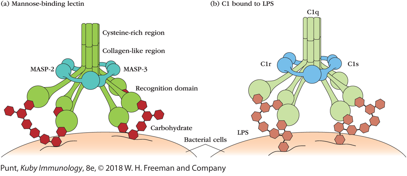 Two illustrations show the structure of the opsonins, mannose-binding lectin and C1 bound to LPS.