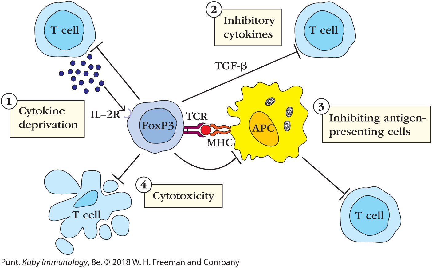 An illustration shows some possible mechanisms of T R E G activities.