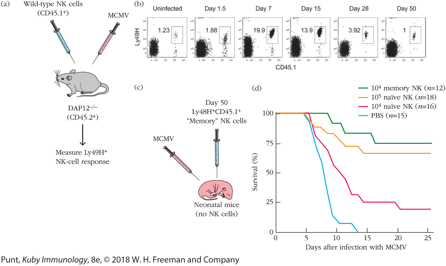 An illustration shows the experimental results of the investigation described in the previous image. 