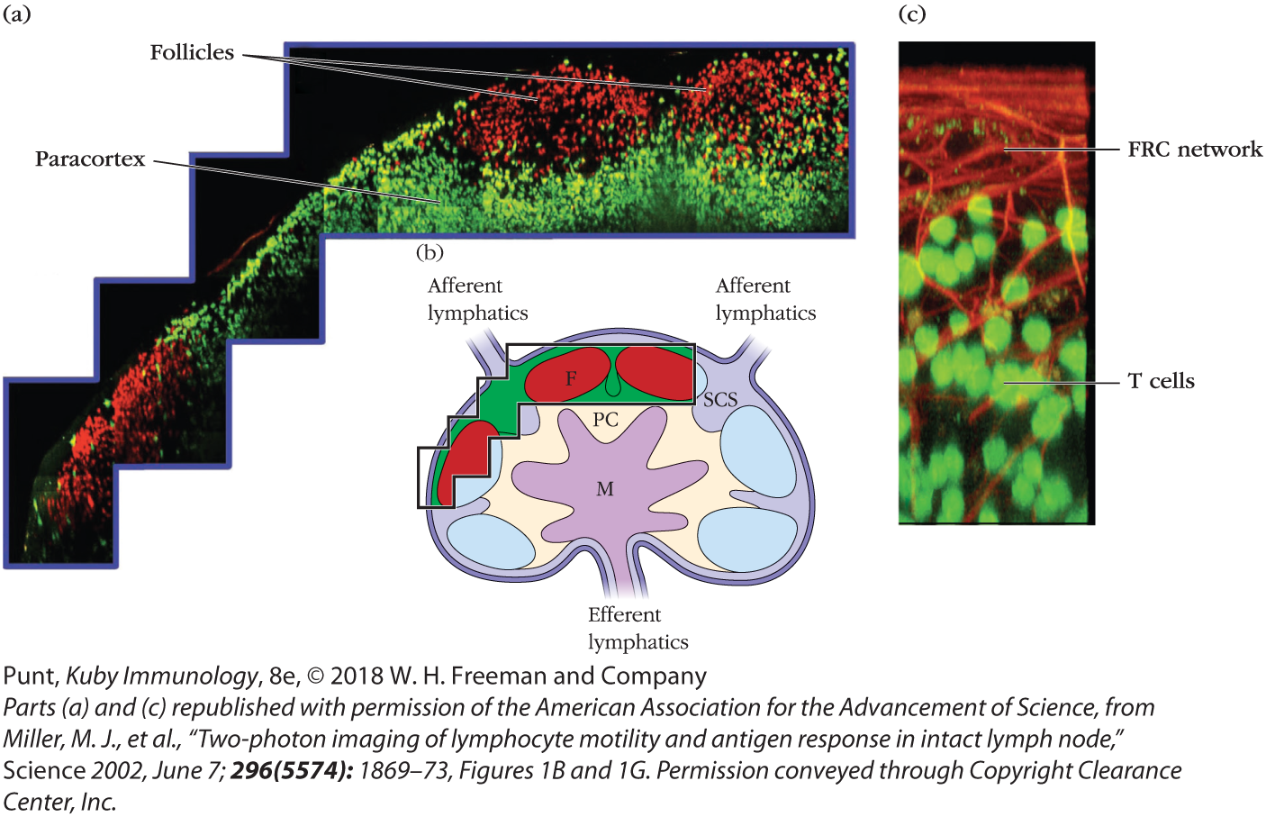 Two photon imageries of a live T and B lymphocyte in a mouse are shown along with a cutaway view of a lymph node.