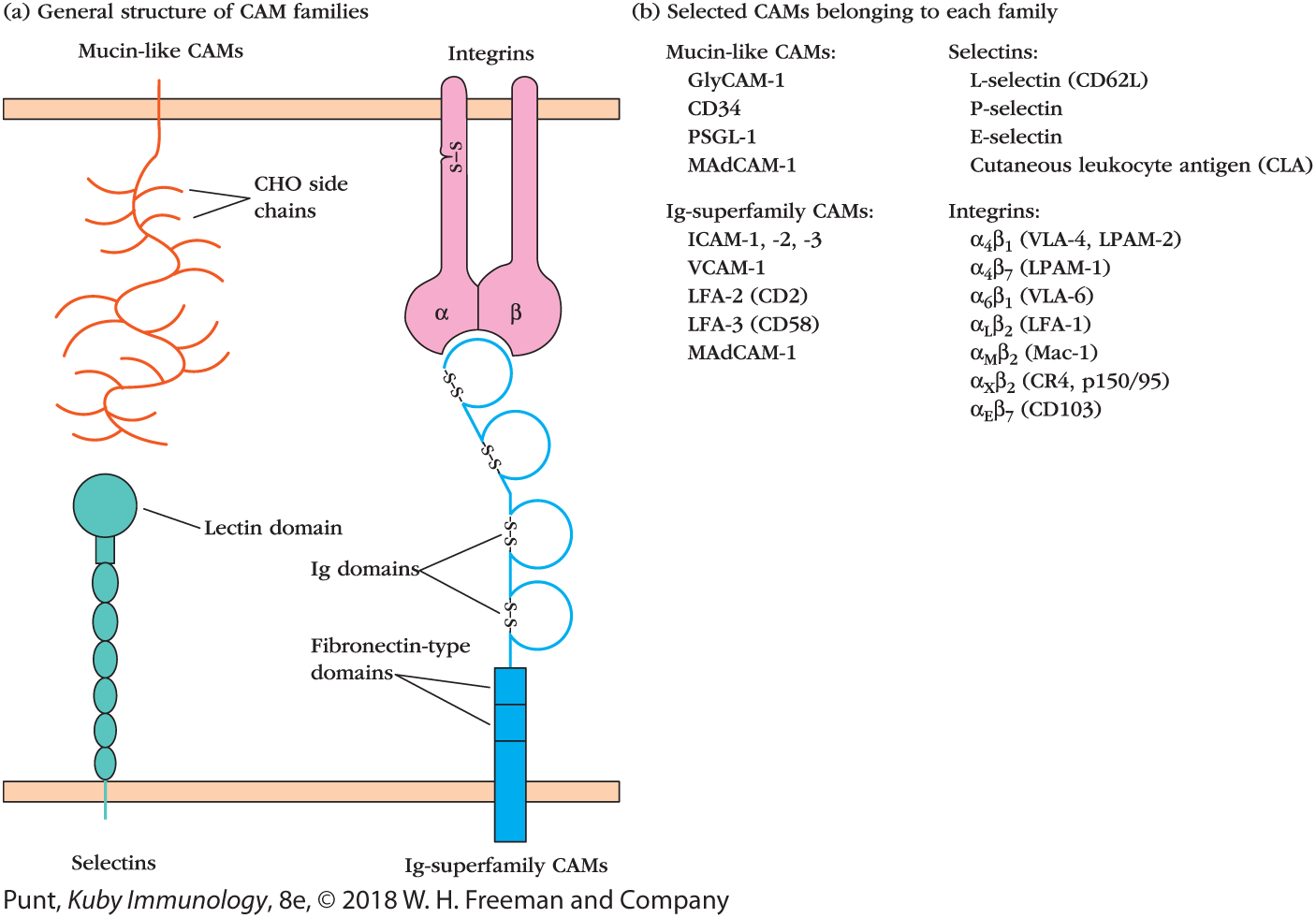 An illustration shows the structure of CAM families and a table lists the selected CAMs belonging to each family.