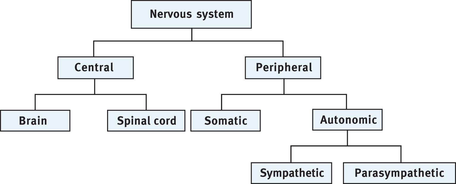 flowchart of nervous system; descriptions of subdivisions given in text