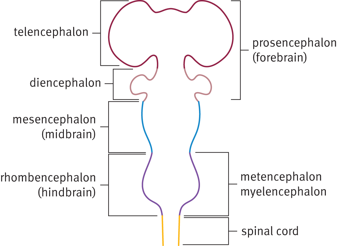 3 divisions: prosencephalon (forebrain), mesencephalon (midbrain), rhombencephalon (hindbrain); 5 divisions: telencephalon, diencephalon, mesencephalon, metencephalon, myelencephalon