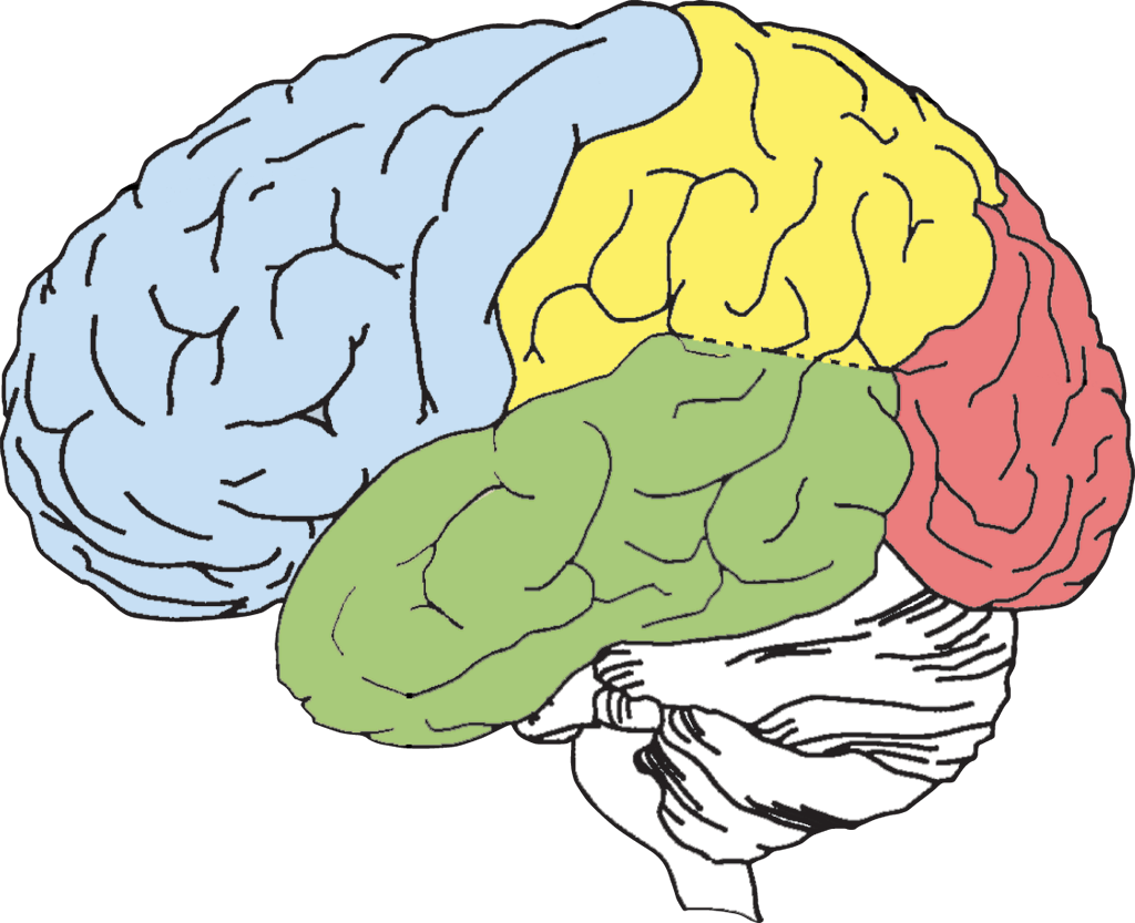 four lobes of the brain