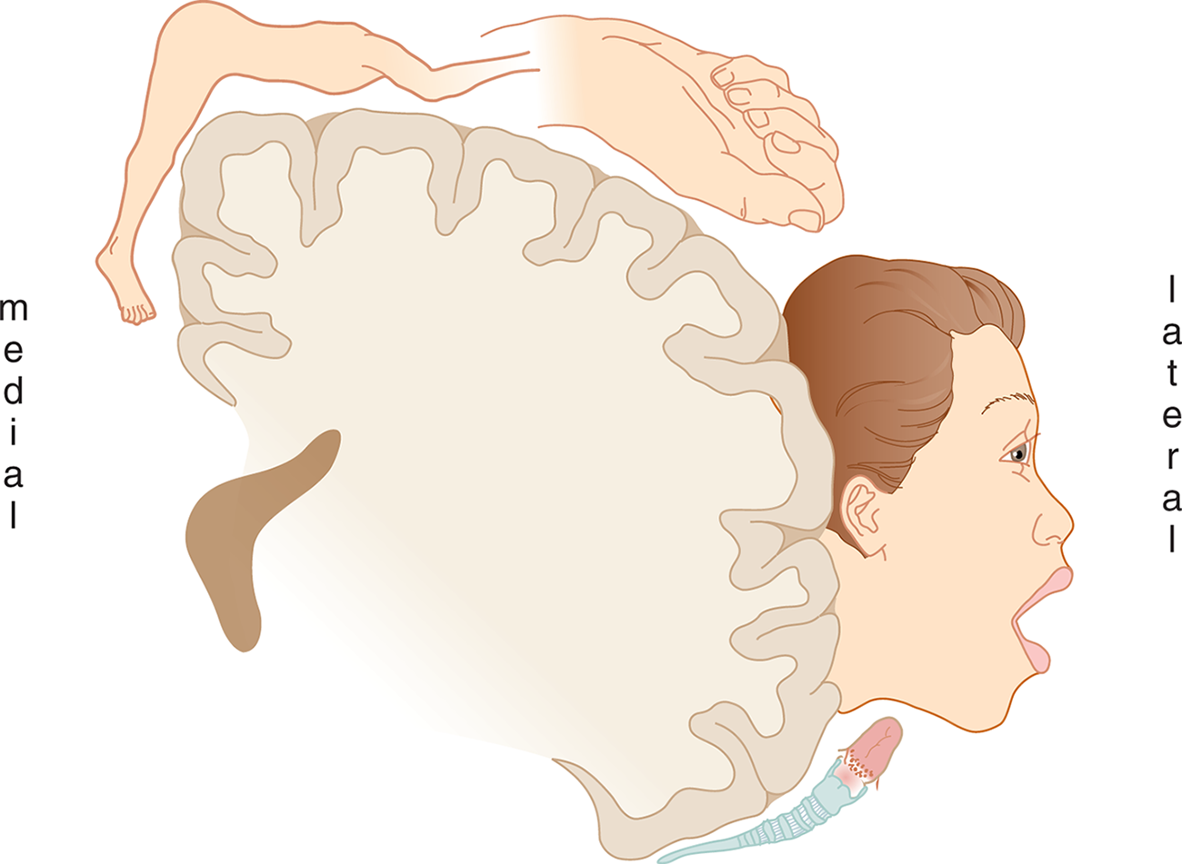 medial-most: leg, followed by chest, arm, and hand (very enlarged), face (very enlarged), tongue and trachea