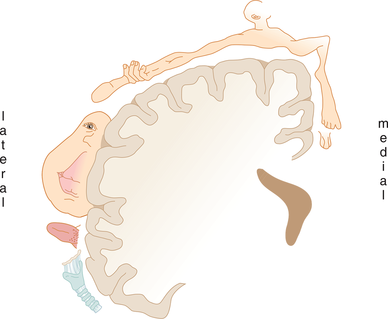 medial-most: genitals, foot (enlarged), leg, chest, arm, hand, thumb (very enlarged), face (lips very inlarged), tongue, trachea