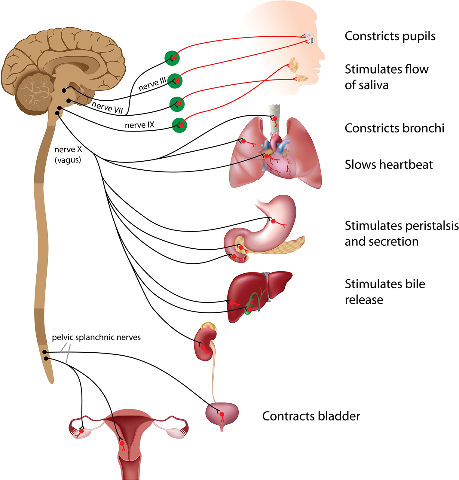 constricts pupils, stimulates flow of saliva, constricts bronchi, slows heartbeat, stimulates peristalsis and secretion, stimulates bile release, contracts bladder