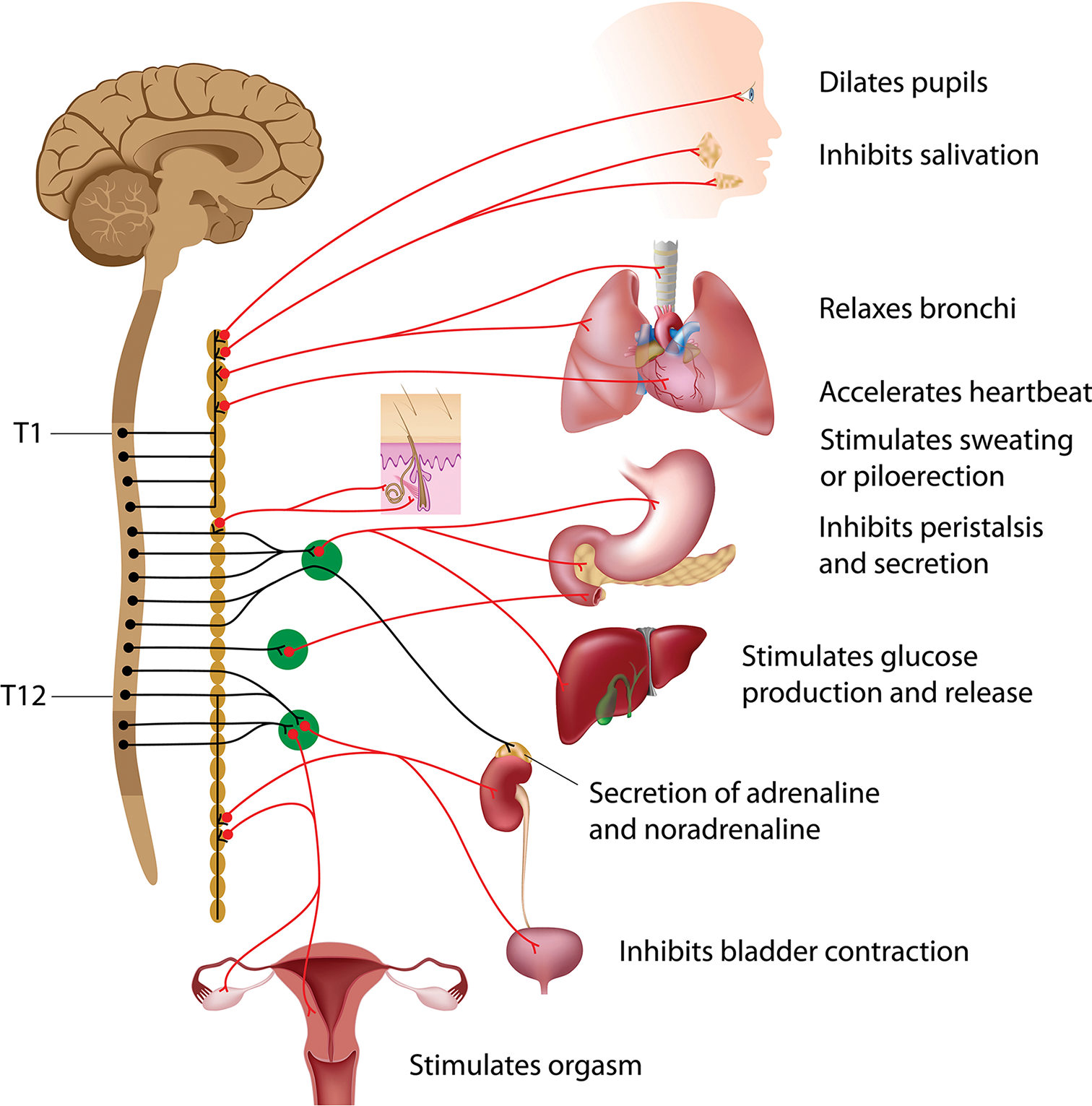  dilates pupils, inhibits salivation, relaxes bronchi, accelerates heartbeat, stimulates sweating or piloerection, inhibits peristalsis and secretion, stimulates glucose production and release, secretion of adrenaline and noradrenaline, inhibits bladder contraction, stimulates orgasm