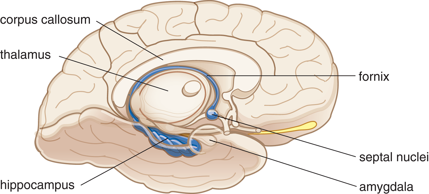 labeled: hippocampus, thalamus, corpus callosum, fornix, septal nuclei, amygdala