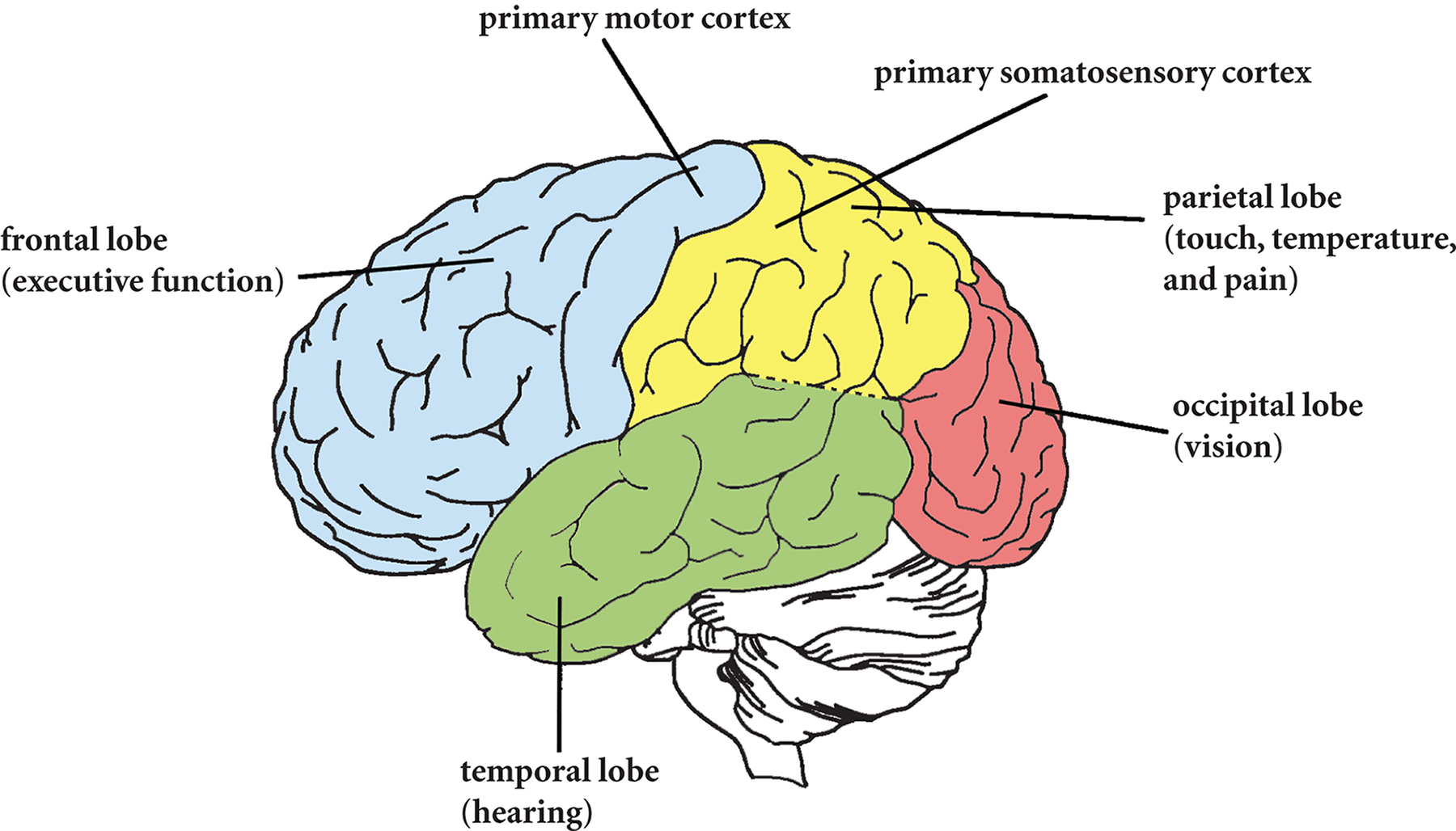 frontal lobe (executive function, includes primary motor cortext), parietal lobe (touch, temperature, and pain, includes primary somatosensory cortex), temporal lobe (hearing), occipital lobe (vision)