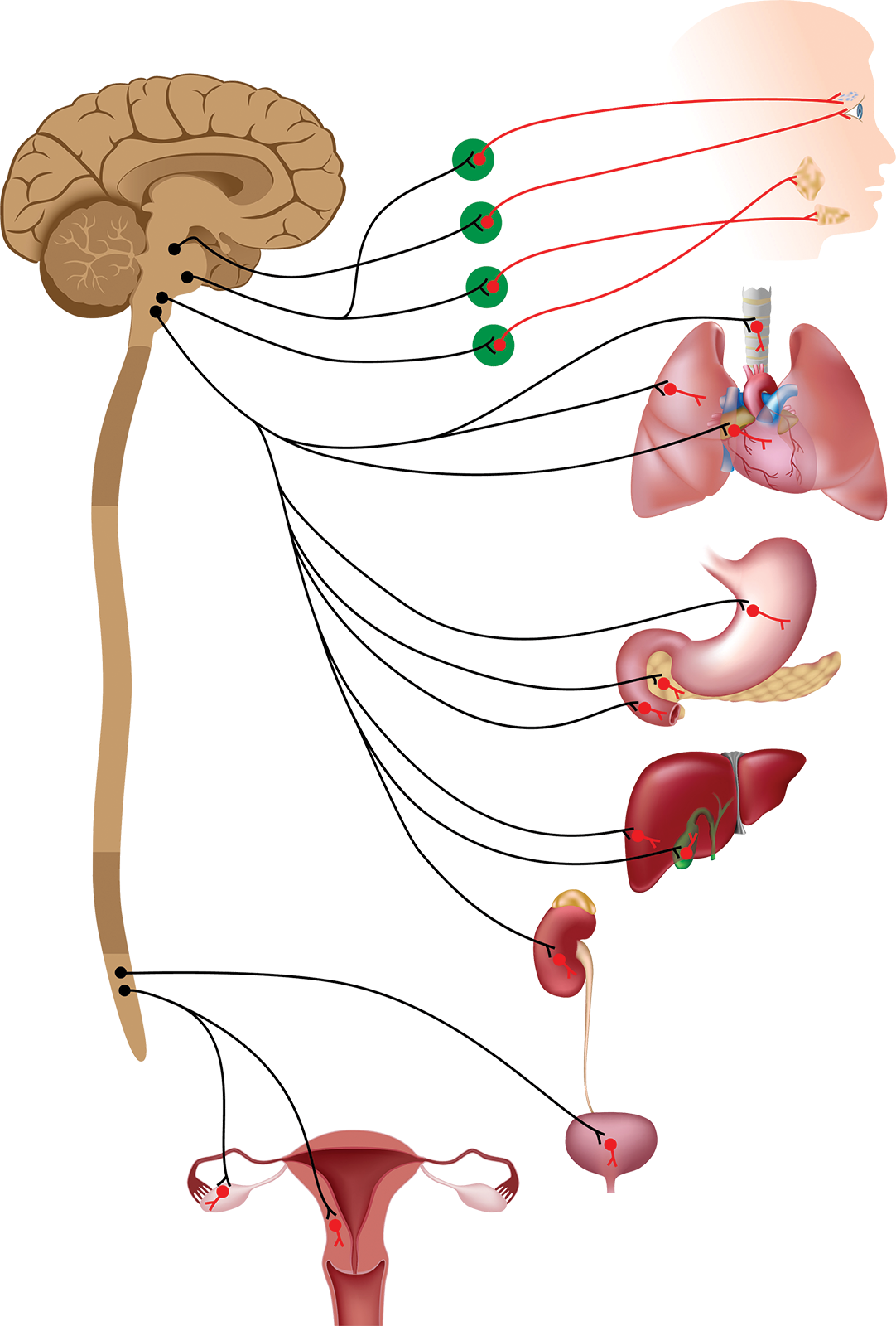 functions of the parasympathetic nervous system