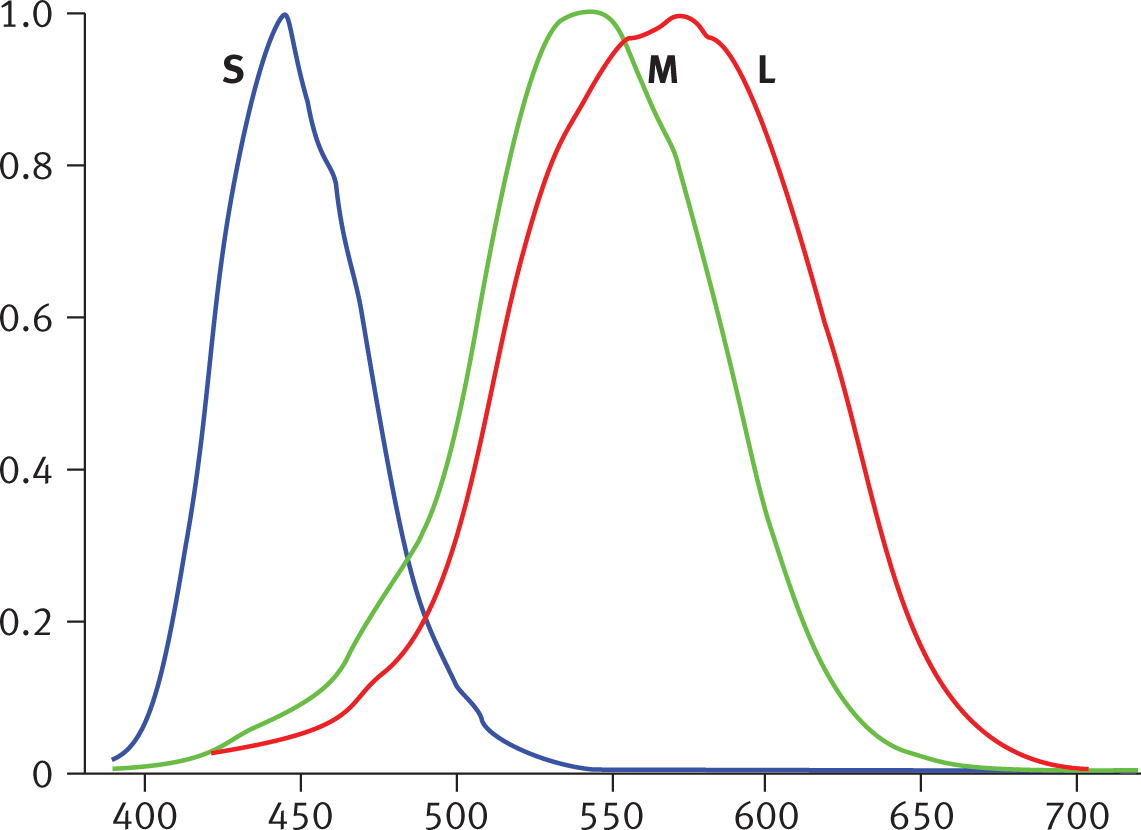 short (blue) absorbs around 450 nm, medium (green) around 540, and long (red) around 575