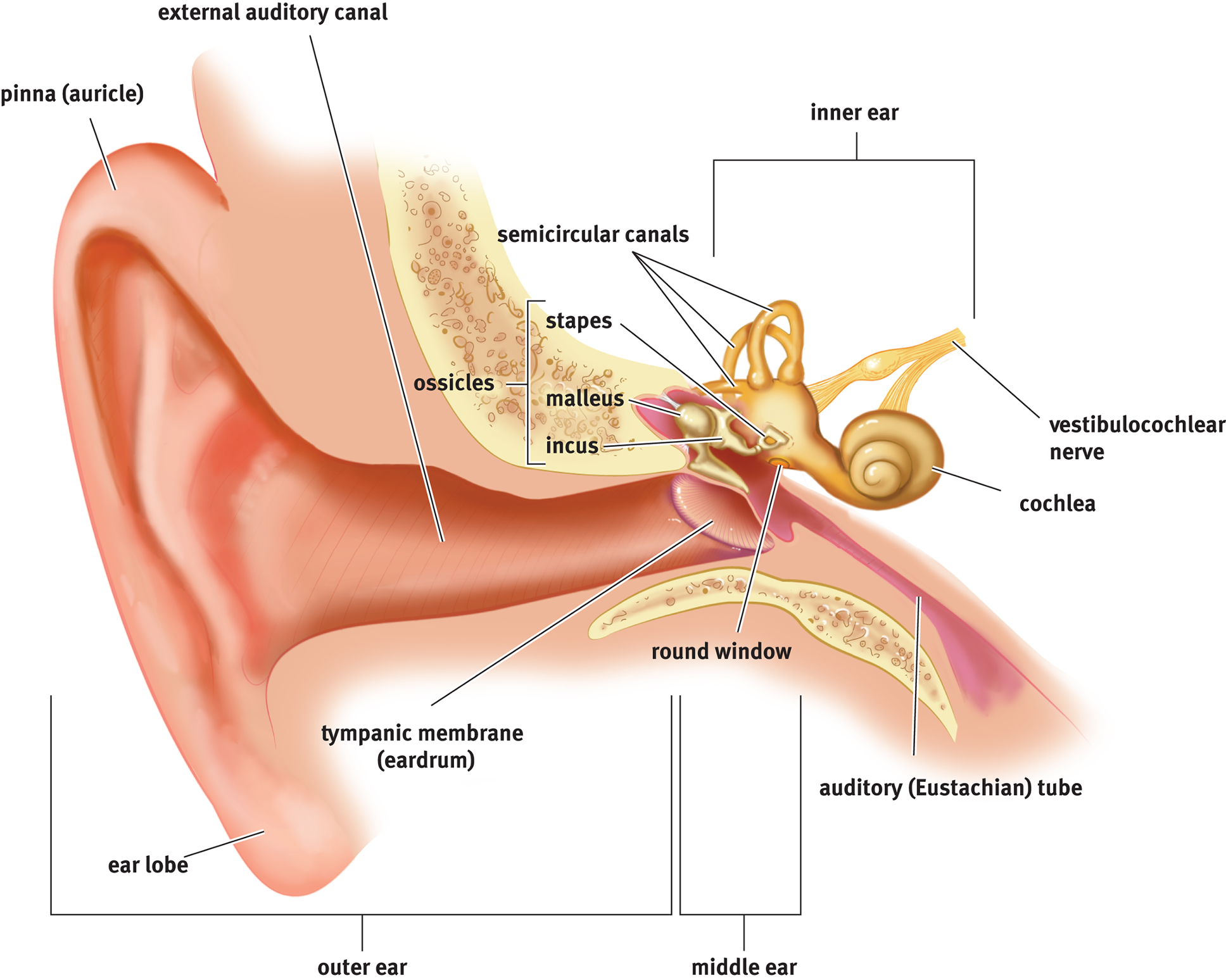 structures of ear described in following text