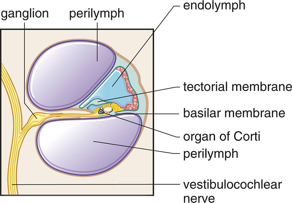 labeled: perilymph and endolymph, tectorial and basilar membranes, organ of Corti, vestibulocochlear nerve with ganglion