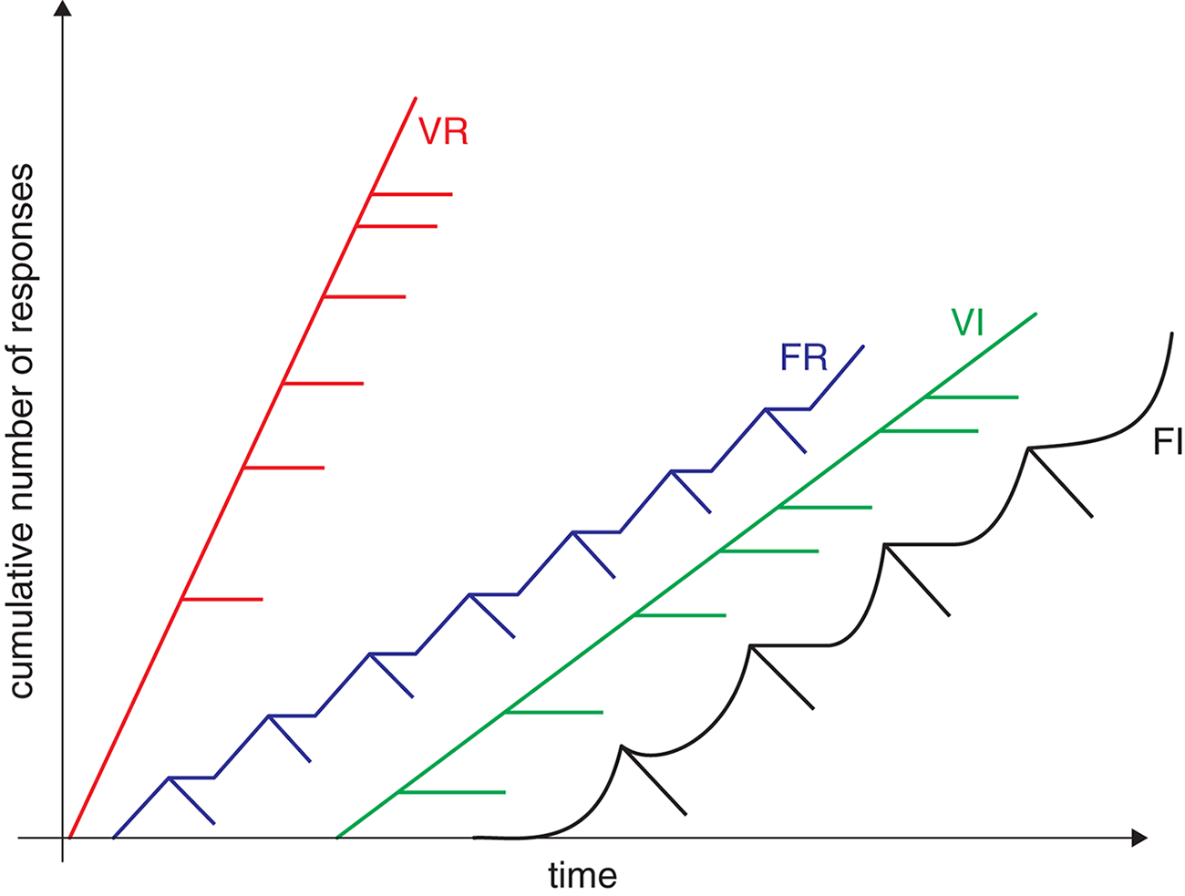 cumulative number of responses vs. time; VR is steepest; other schedules roughly same slope but FR and FI have wave-like pattern with increased slope at the end of each ratio or interval