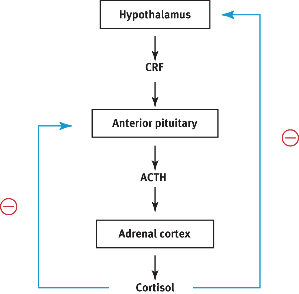 hypothalamus releases CRF, which make anterior pituitary release ACTH, which makes adrenal cortex release cortisol, which inhibits the hypothalamus and anterior pituitary