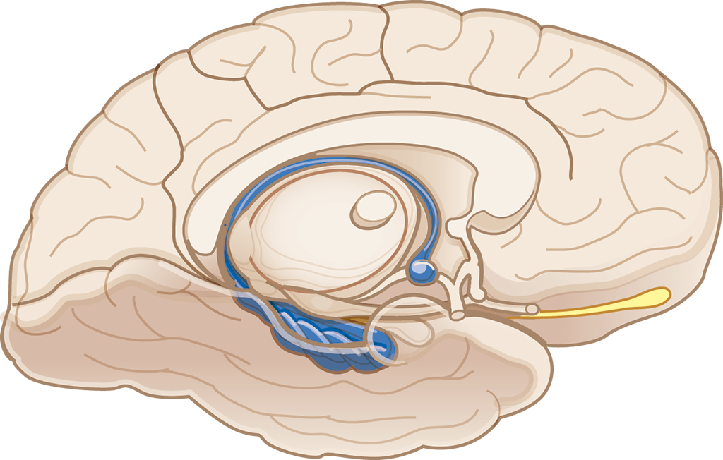 the limbic system