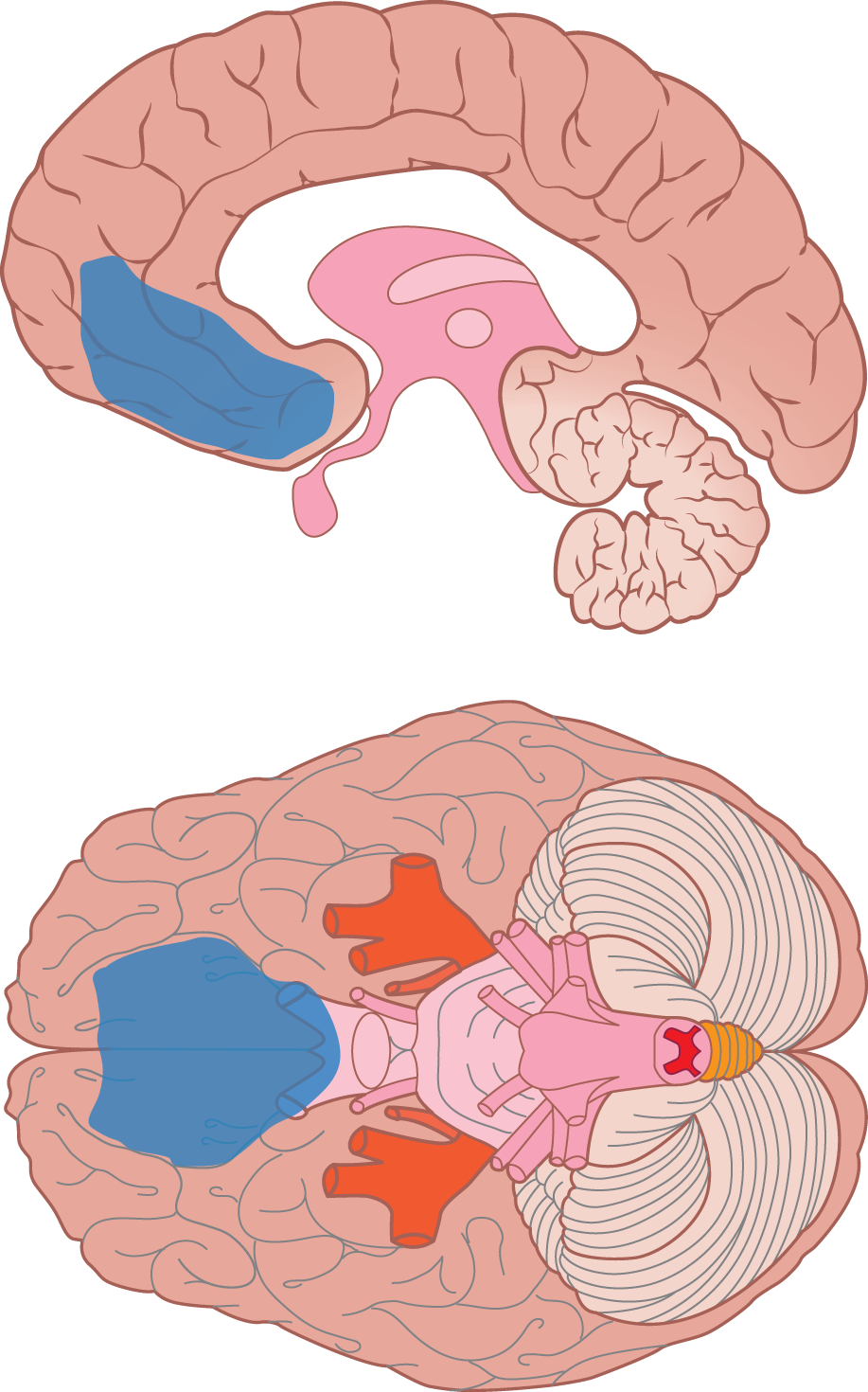 view in cross-section and underside; located at middle, lower part of frontal lobe