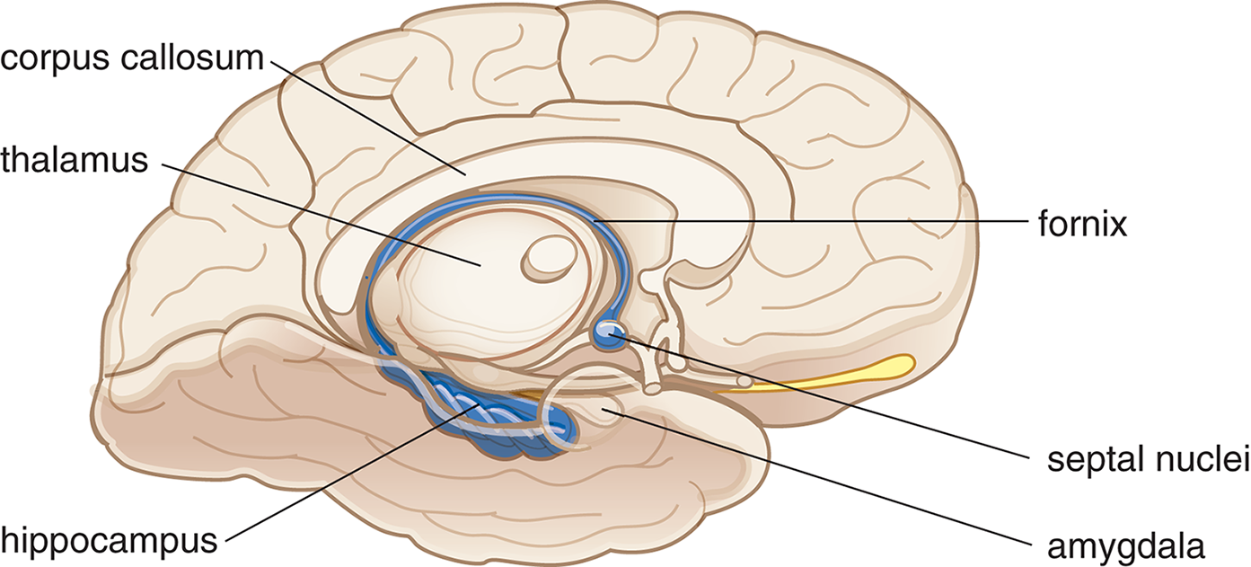 labeled: hippocampus, fornix, septal nuclei, amygdala, thalamus, corpus callosum