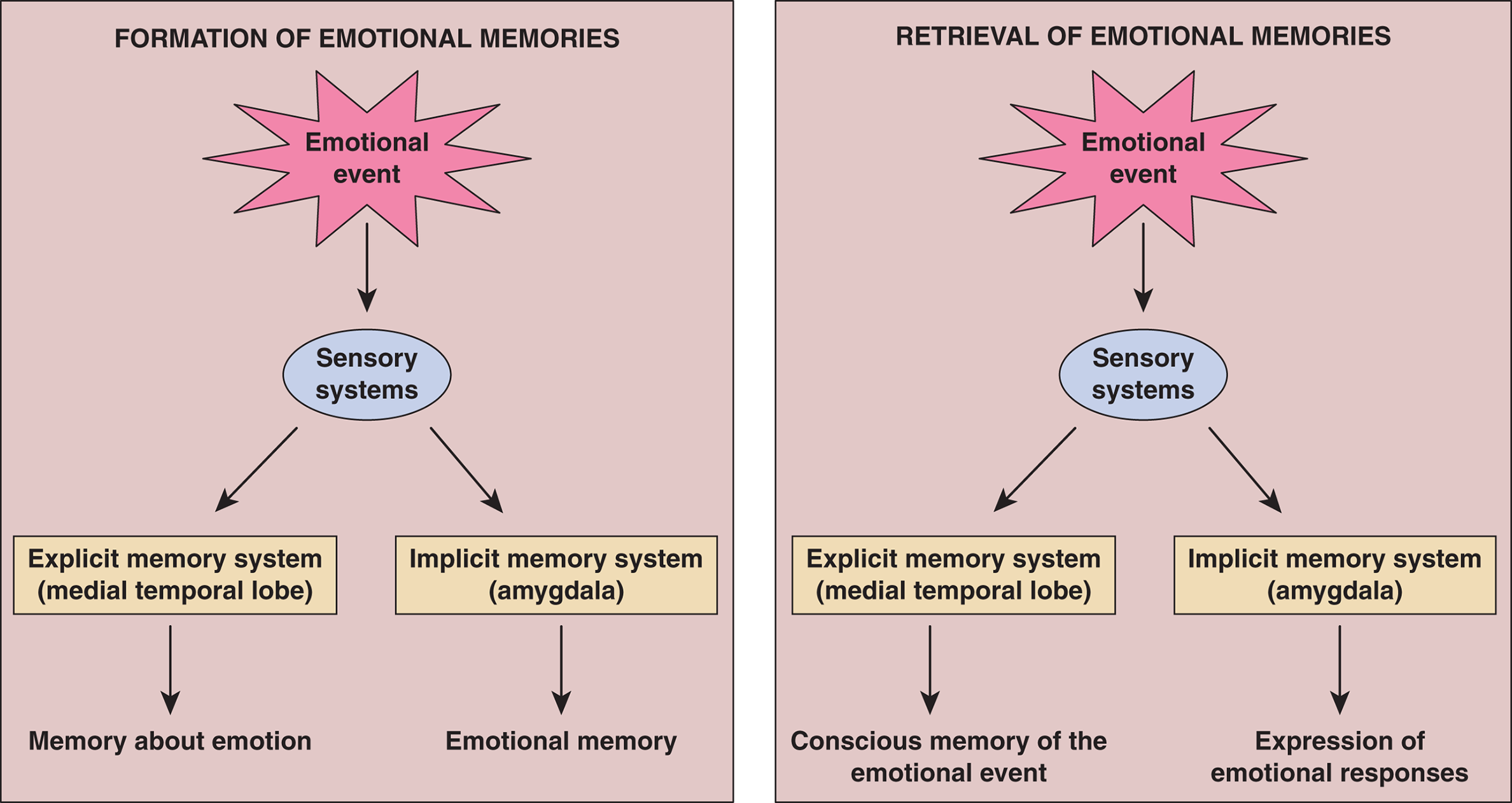 formation of emotional memories: event perceived by sensory systems and coded in explicit memory (medial temporal lobe - memory about emotion) and implicit memory (amygdala - emotional memory); when retrieved, event recalls both systems