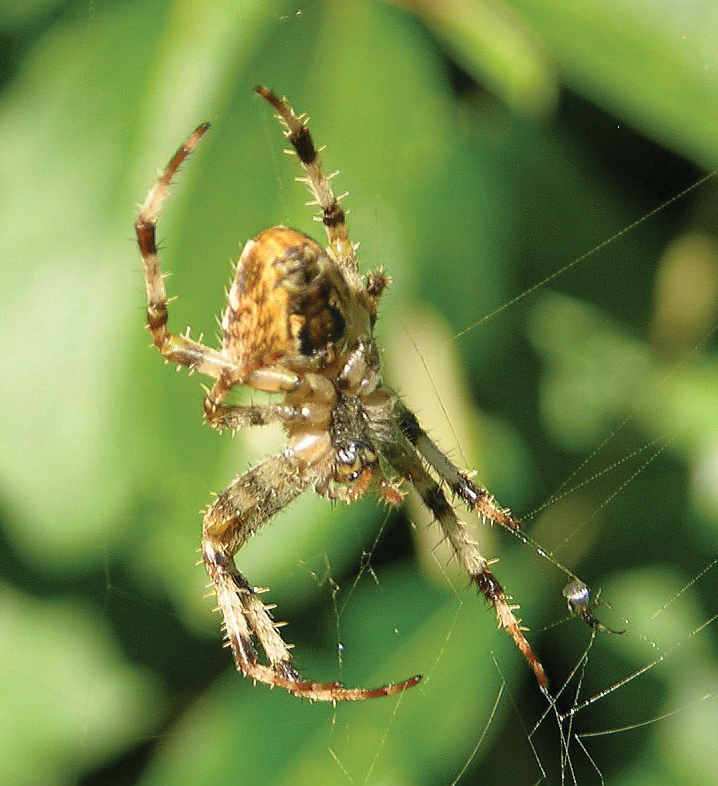 spider on web