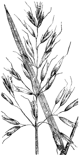 Oat-like grass