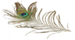 peacock_feather_300_rotated_small.gif