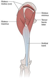 Figure 5.24 Hip abductor muscles.