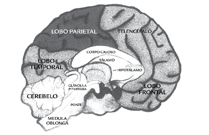 Figura 5: As regiões do córtex cerebral