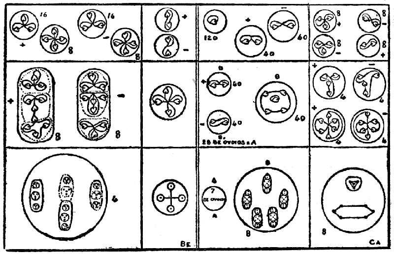 Dissociation of Beryllium and Calcium.