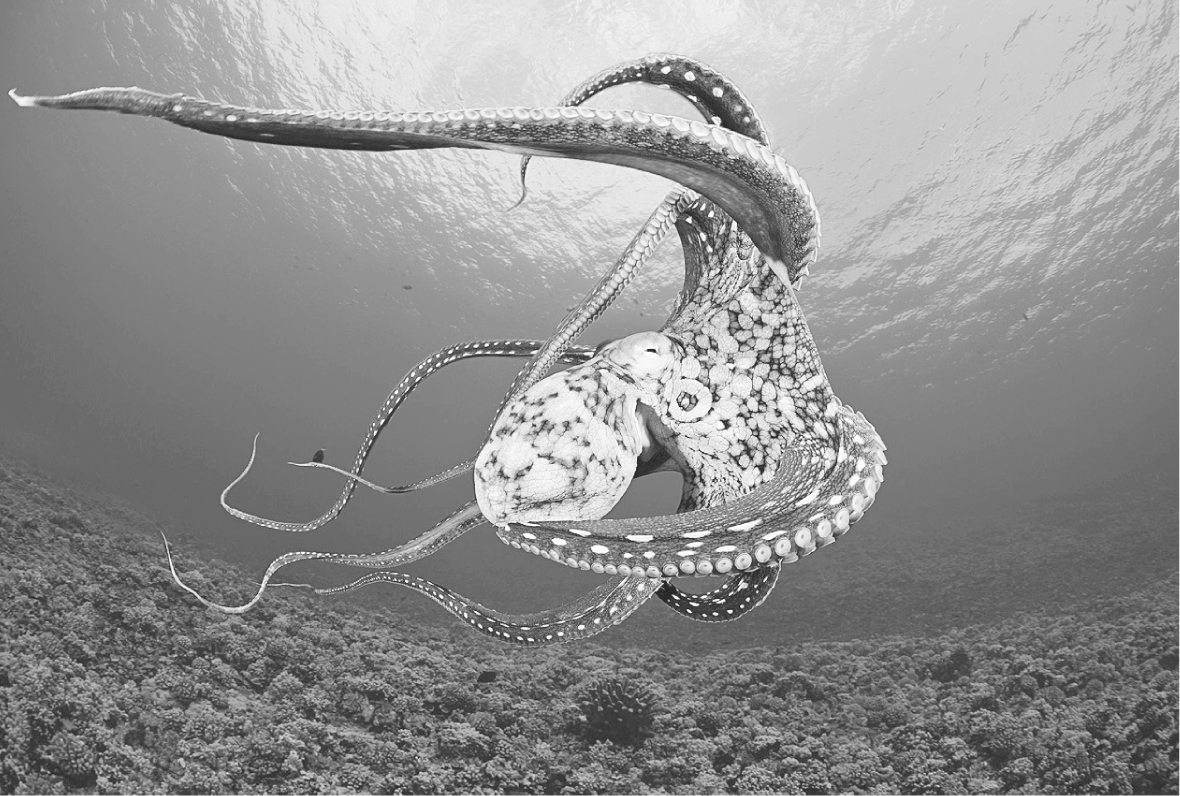 Fig 2.7.  Polpo diurno, Octupus cyanea, nelle acque vicino Lanai, Hawaii. Fotografia di David Fleetham. OceanwideImages.com