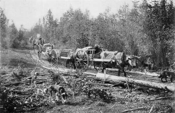 Carrying goods over long portage in MacKenzie River region with the old-fashioned Red River ox-carts.