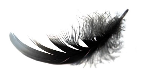 feather