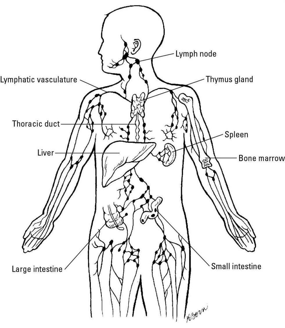 Figure 11-1: The lymphatic system.