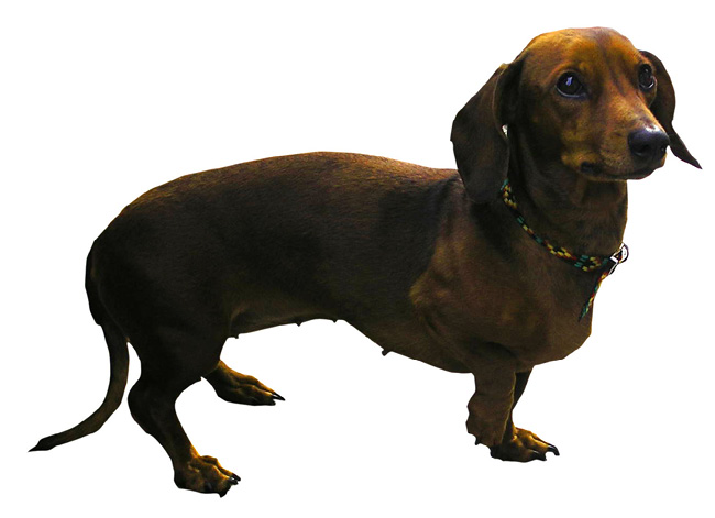 Dachshund.jpg