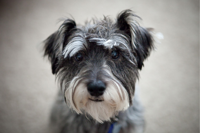 Schnauzer.jpg