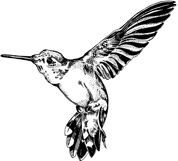 Hummingbird