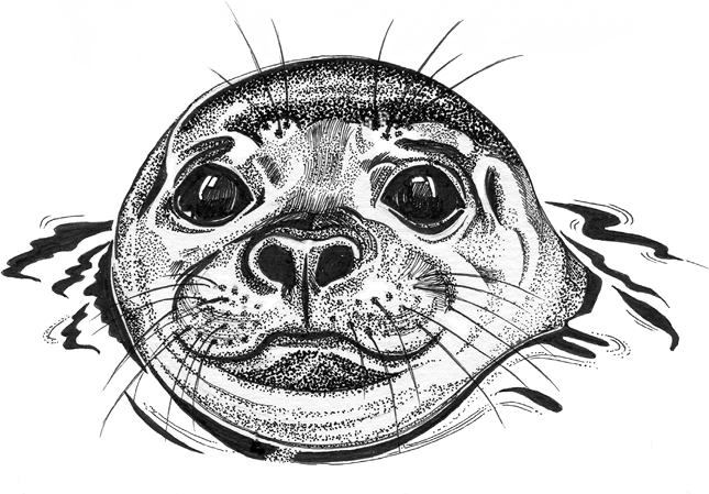 Seal head poking out of the water