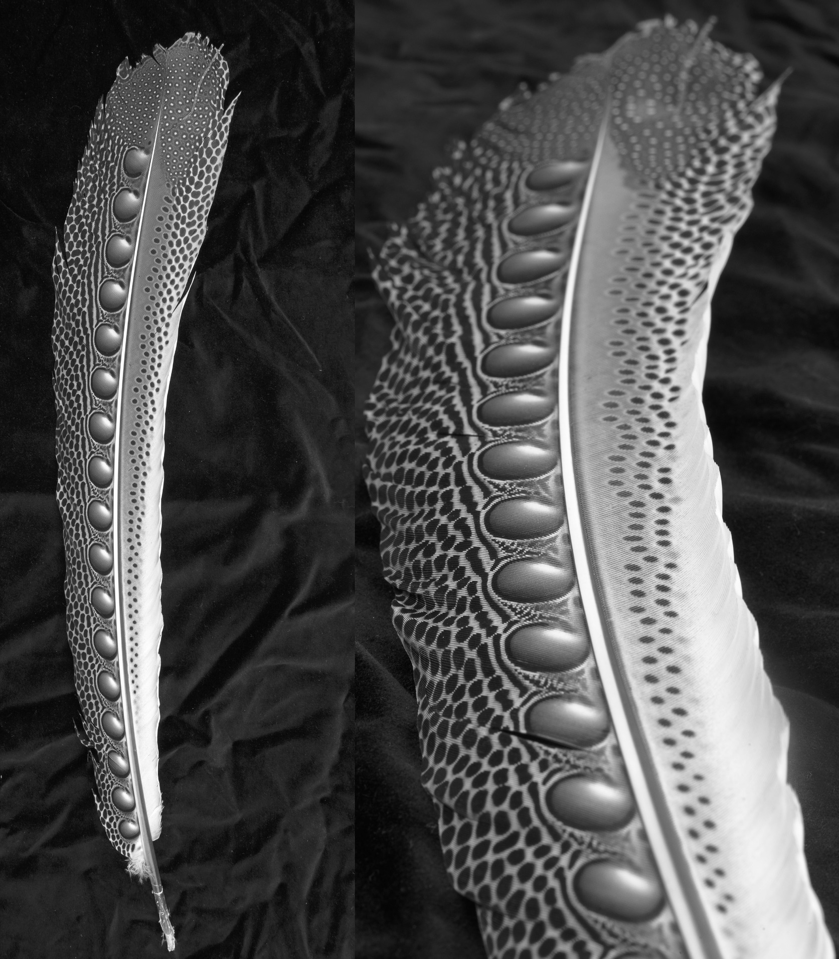 (Left) The “golden spheres” on the male Great Argus secondary feathers gradually increase in size toward the tip of the feather. (Right) A forced perspective illusion makes the spheres appear to be nearly uniform in size when viewed at an angle, similar to the view of the female during the display.  Photos by Michael Doolittle.