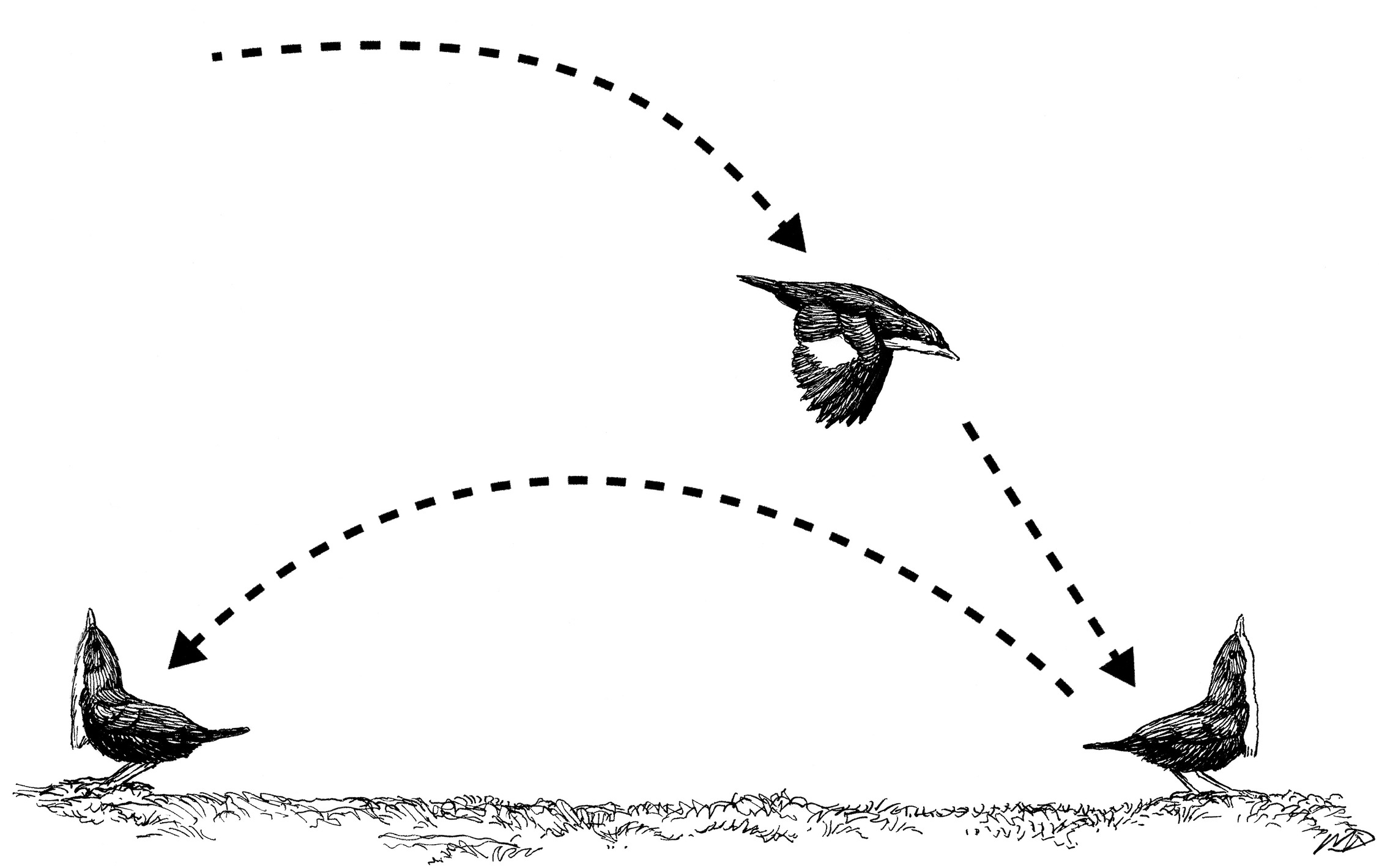 The log-approach display of the male White-throated Manakin.