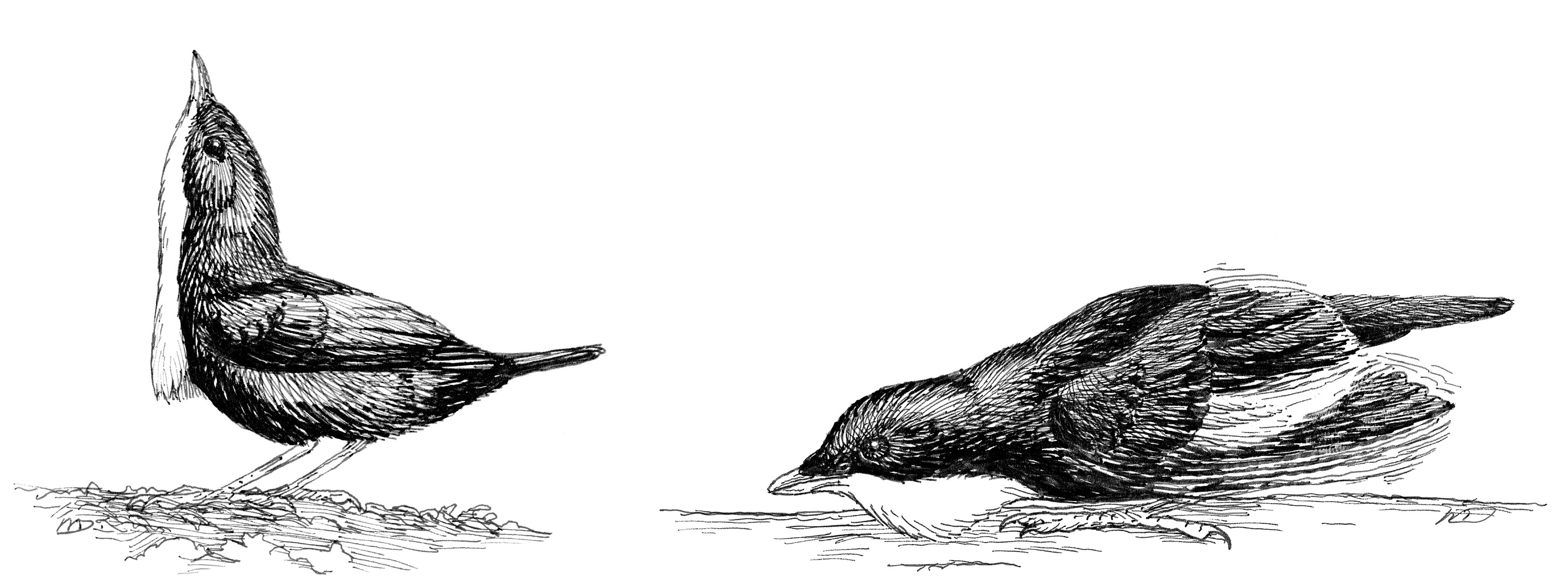 The bill-pointing (left) and wing-shiver (right) displays of the male White-throated Manakin.