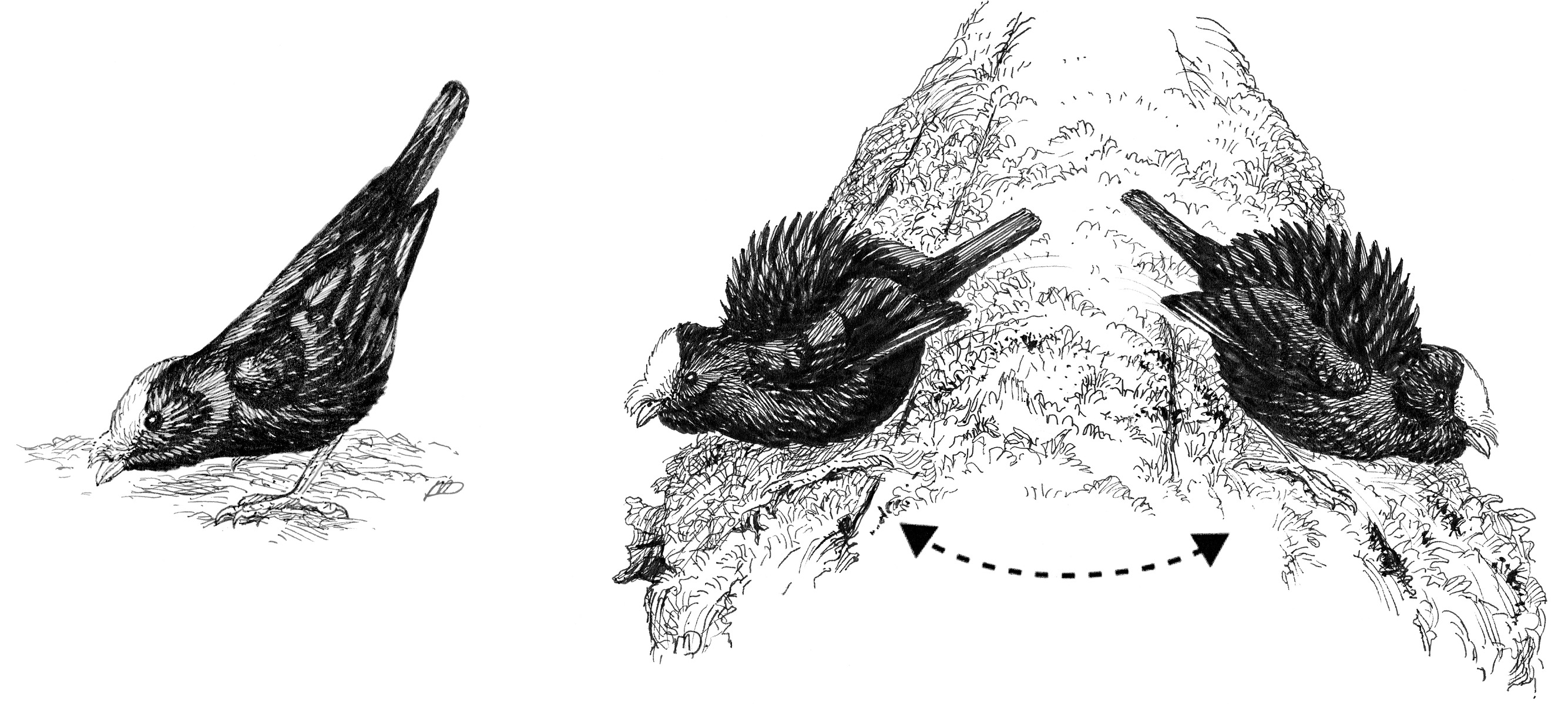 The tail-pointing (left) and side-to-side bow (right) displays of the male Golden-winged Manakin.