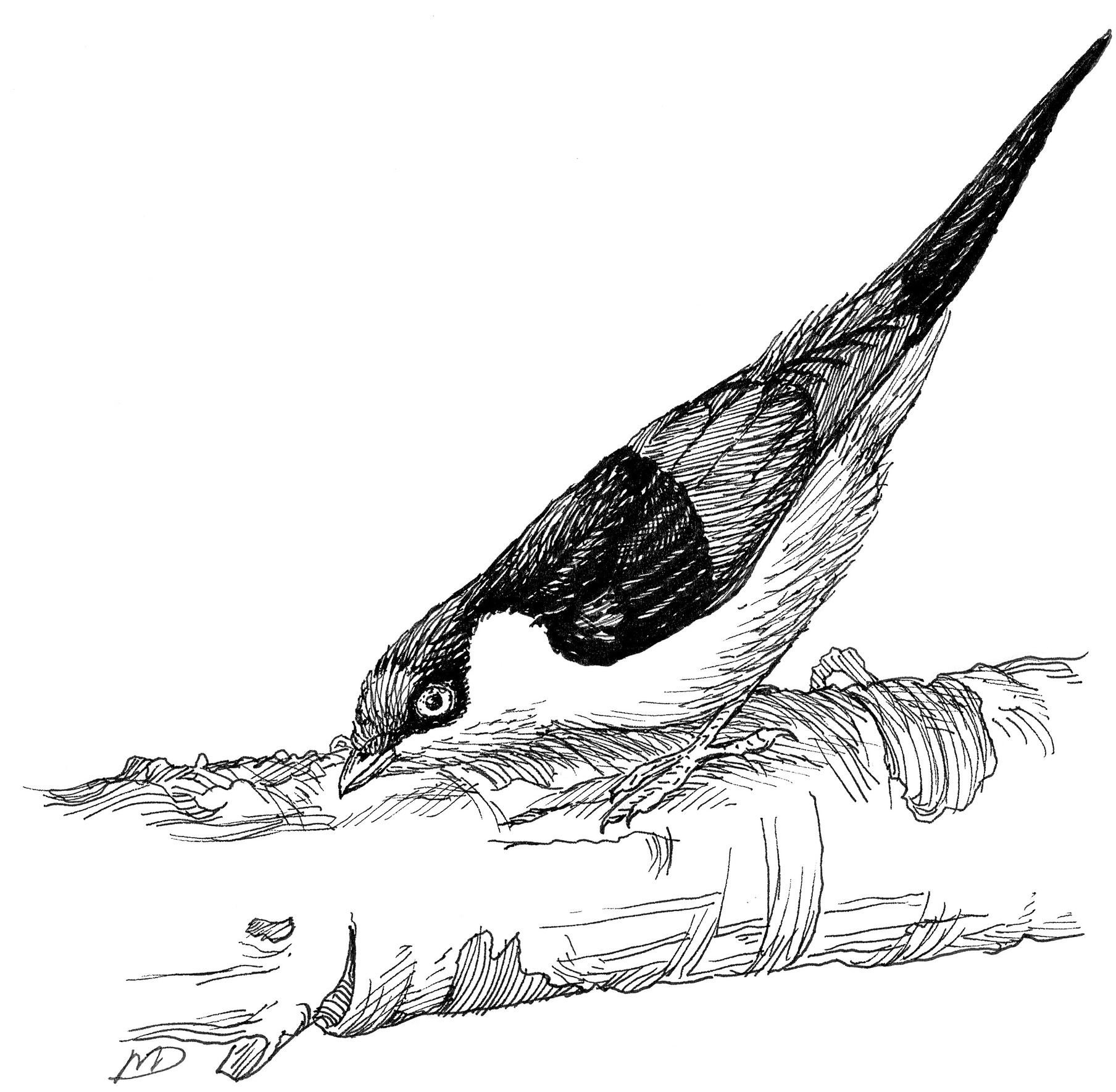 The tail-pointing display of the male Pin-tailed Manakin.